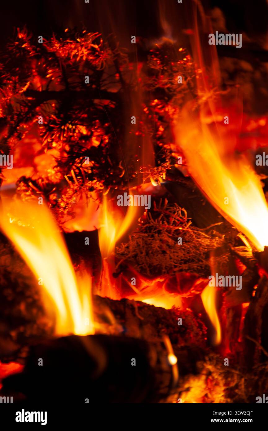 Wildfire burning pine needles and branches, creating a dangerous natural hazard Stock Photo
