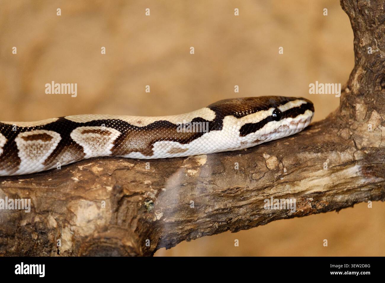 Ball python snake displaying striking pattern while resting on a thick branch Stock Photo