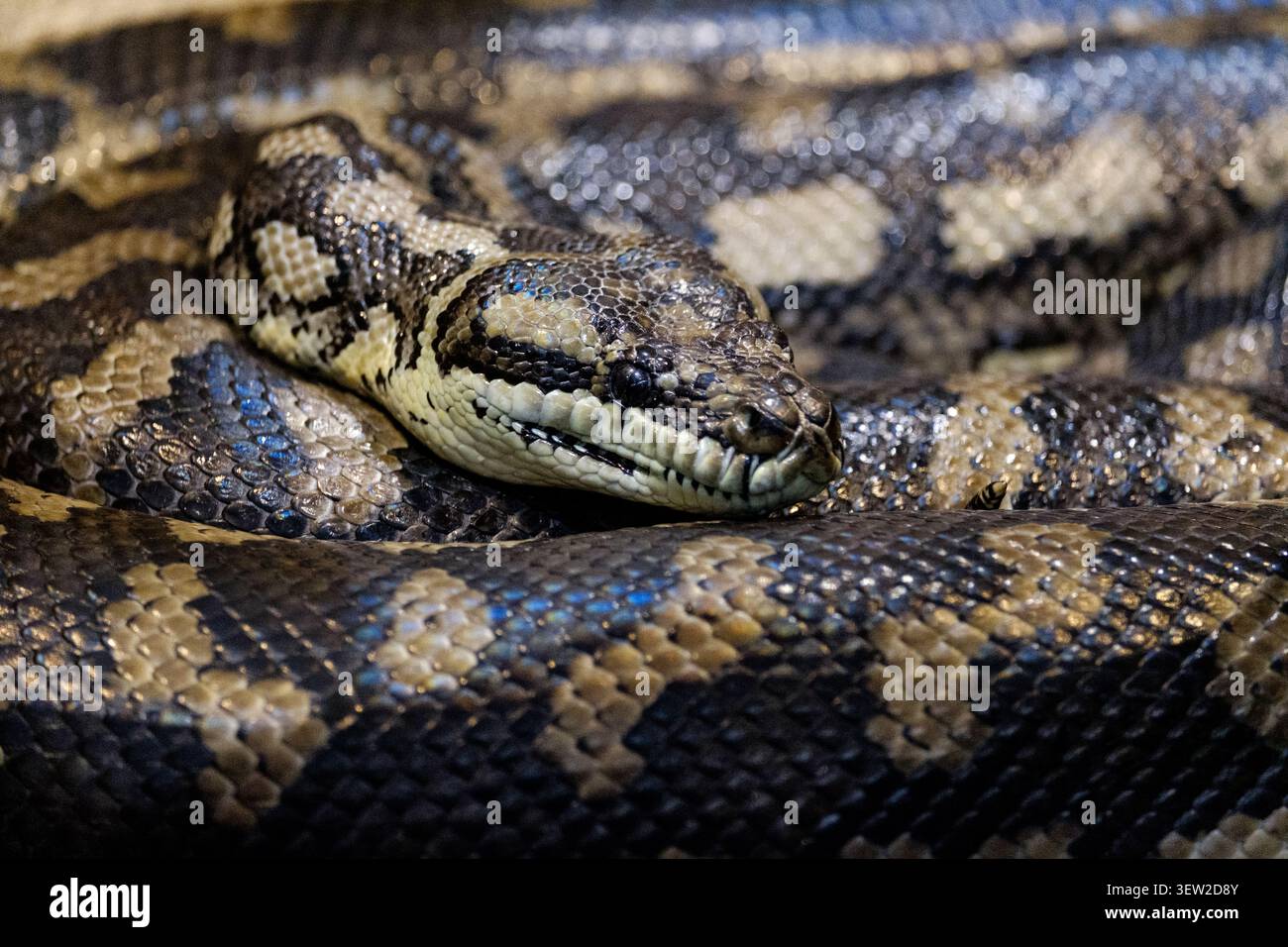 Python snake head in close-up showing intricate scale pattern and texture Stock Photo
