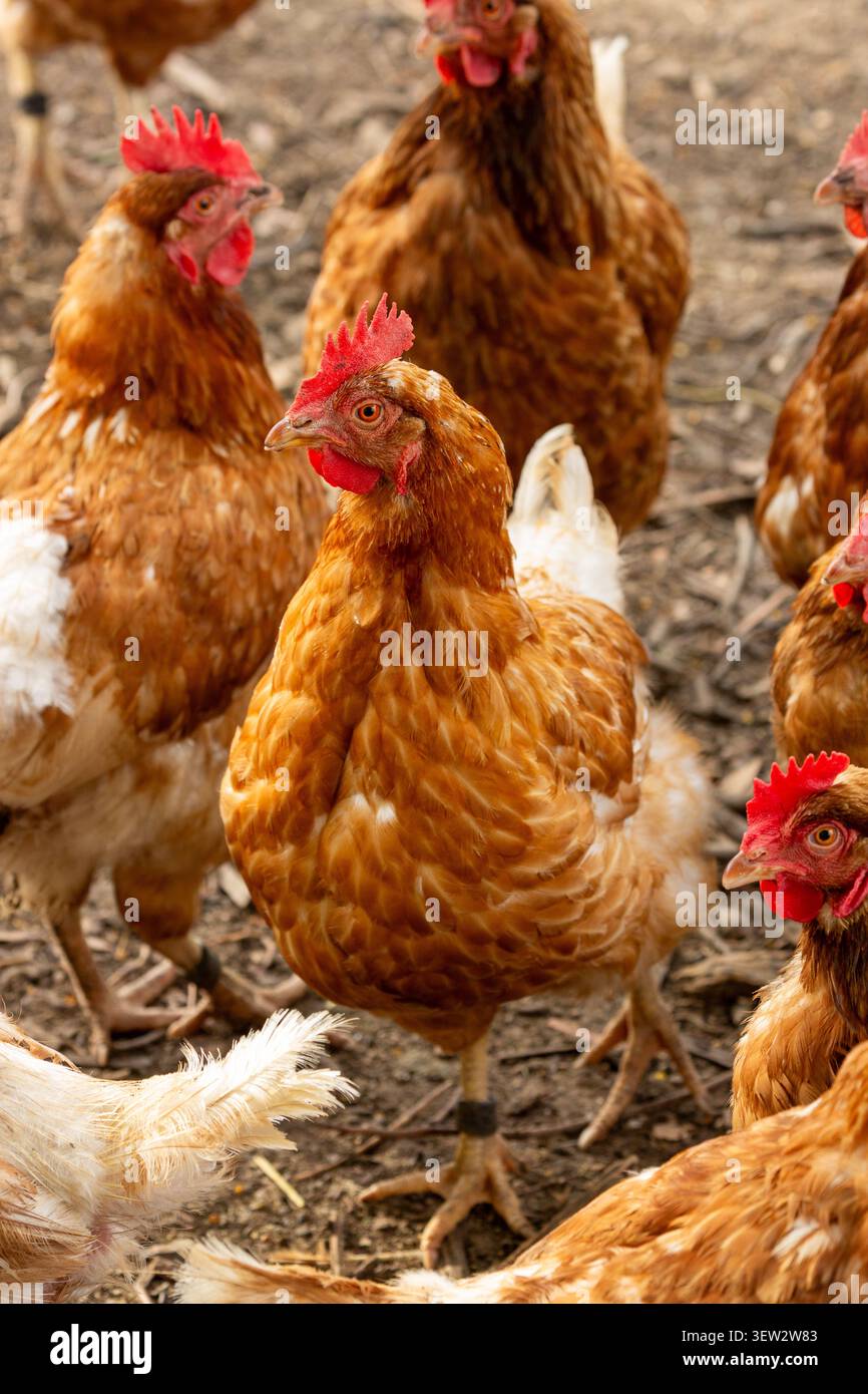 Free-range chickens on a small holding in New Zealand Stock Photo