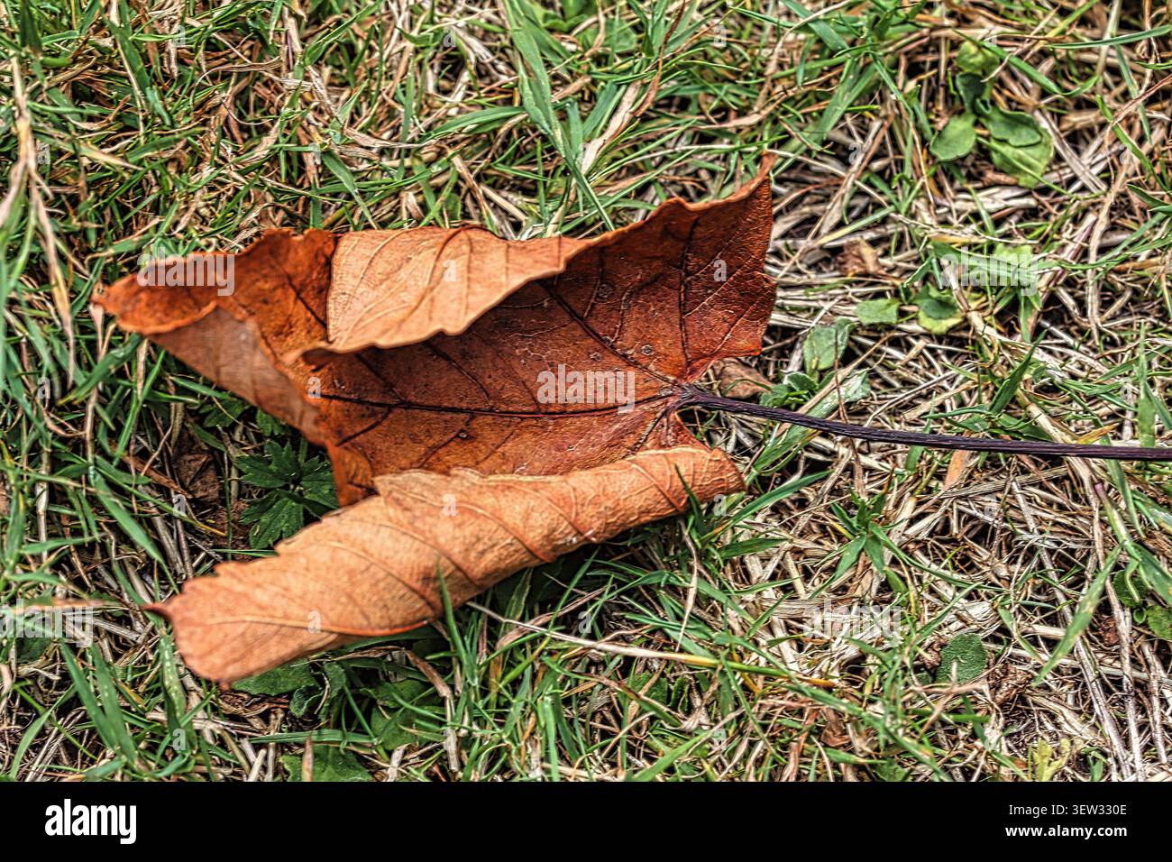 A curled fallen autumnal Maple tree leaf  laying on grass Stock Photo