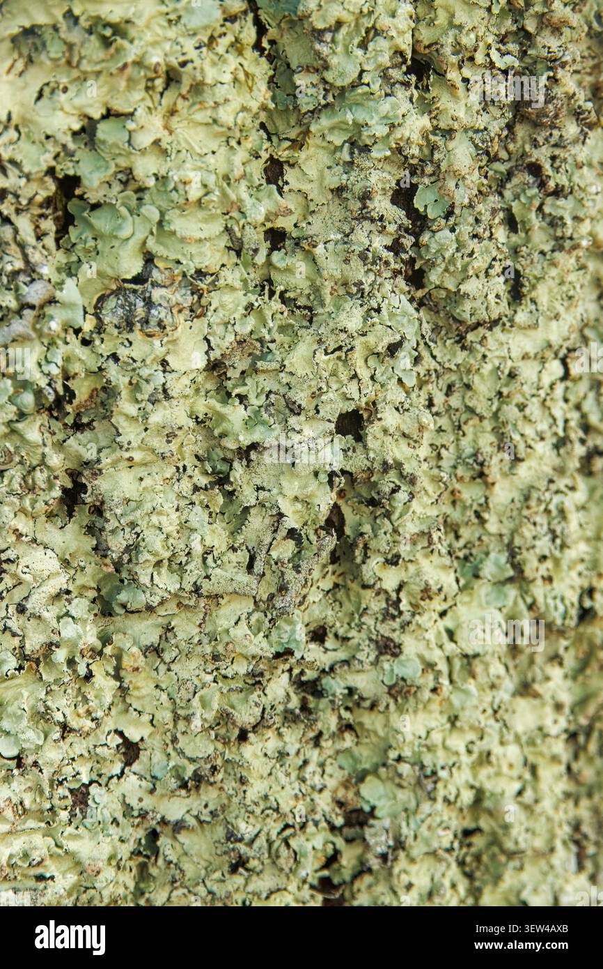 Macro texture of green lichen and moss growing on a rough surface. Detailed natural background perfect for organic, environmental or abstract design. Stock Photo