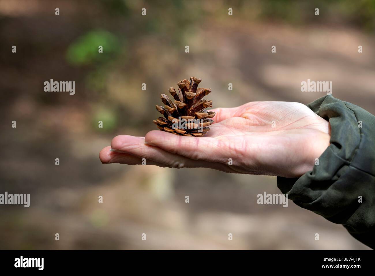 Hand gently holding a pine cone Stock Photo