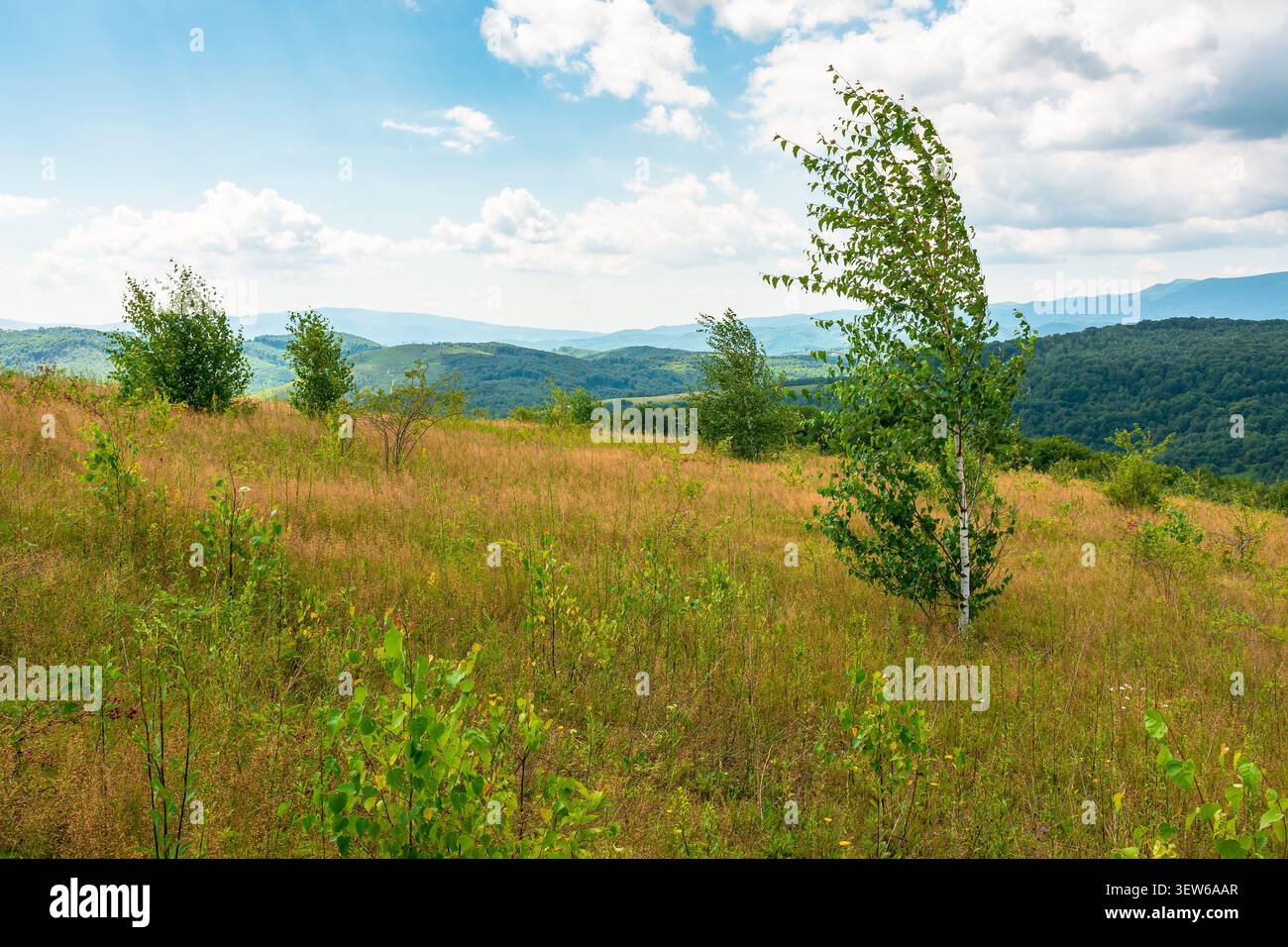 tree on a field in mountain landscape. green countryside of ukraine in summer. cloudy weather. carpathian landscape in dappled light. amazing carpathi Stock Photo
