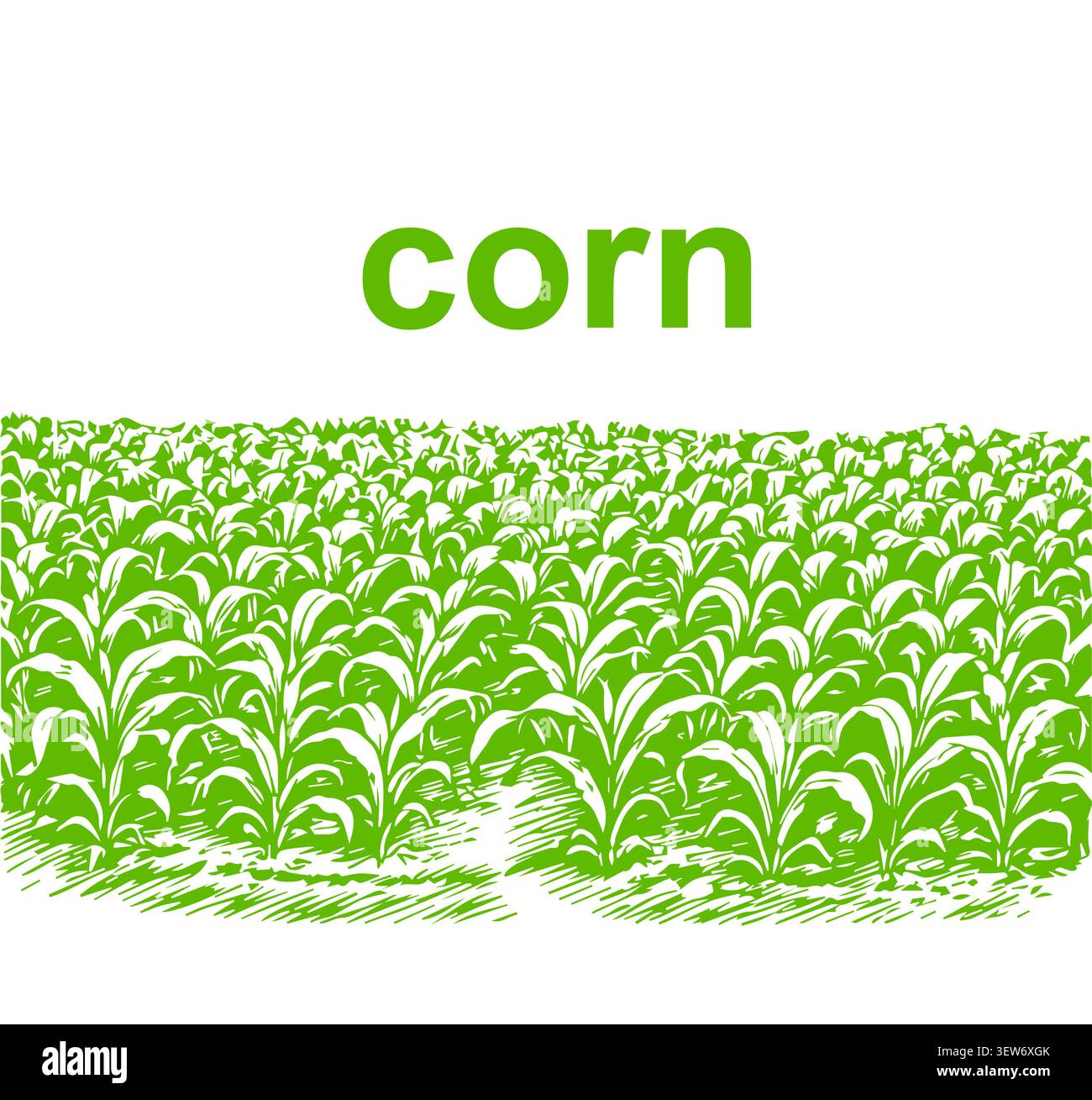 corn field . beautiful summer vector illustration. Stock Vector
