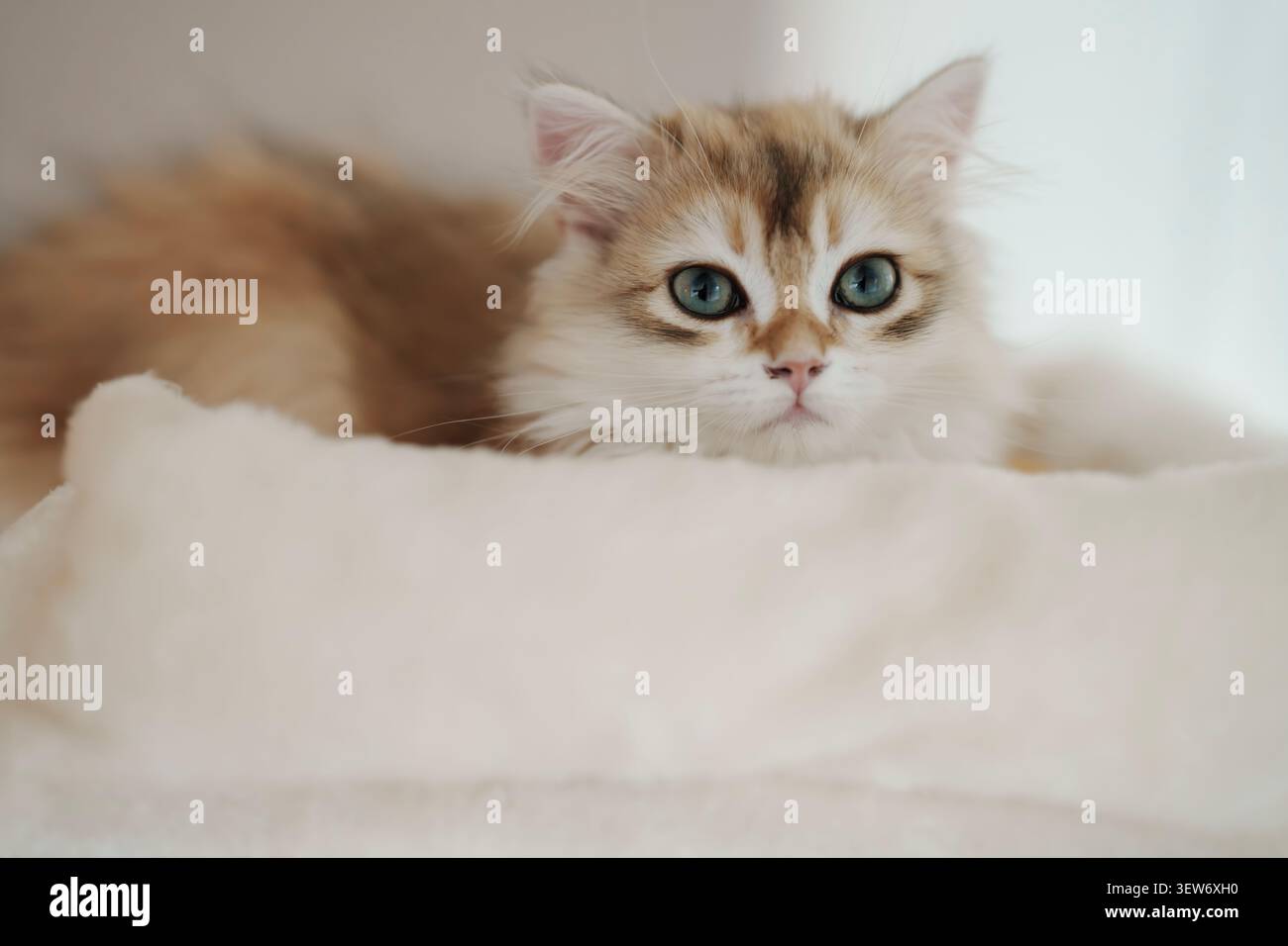 A fluffy ginger kitten looking at the camera Stock Photo