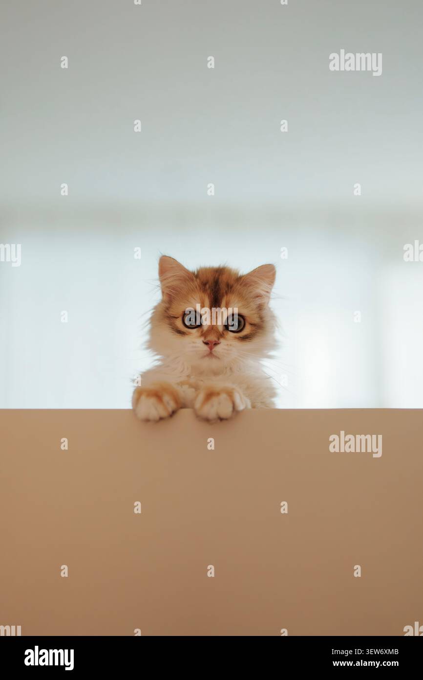 A fluffy ginger kitten looking at the camera Stock Photo