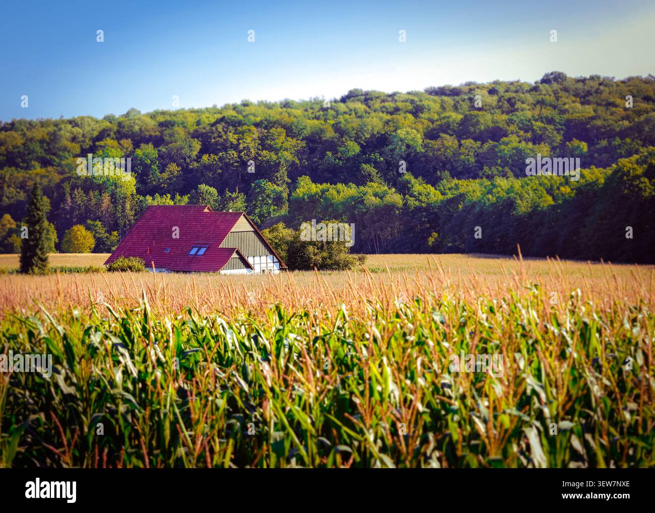 Secluded farmhouse surrounded by cornfields and forest, rural countryside living, northern Germany Stock Photo