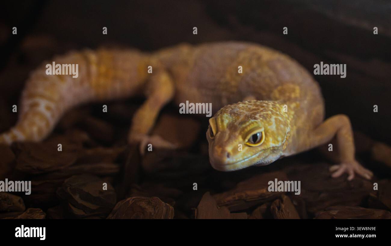 Leopard gecko crawling on wood bark substrate inside a terrarium, low angle view Stock Photo