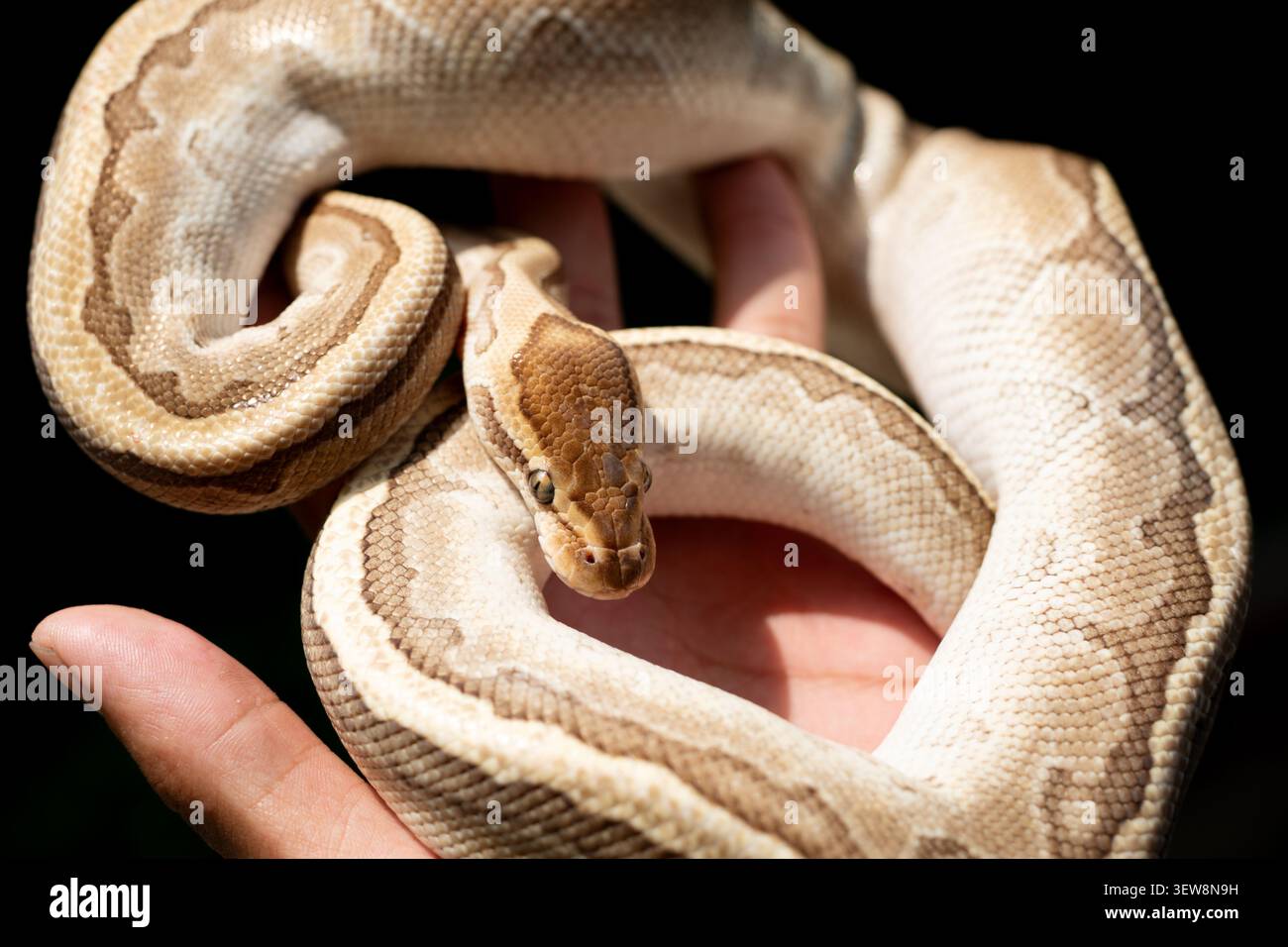 A detailed close-up of a captive designer morph Ball Python (Python regius) resting gently inside a human hand, showcasing its distinct light-colored Stock Photo