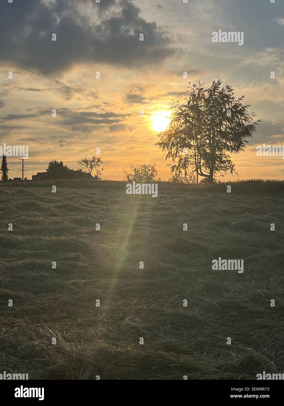Golden meadow - Smartphone Captured Stock Image