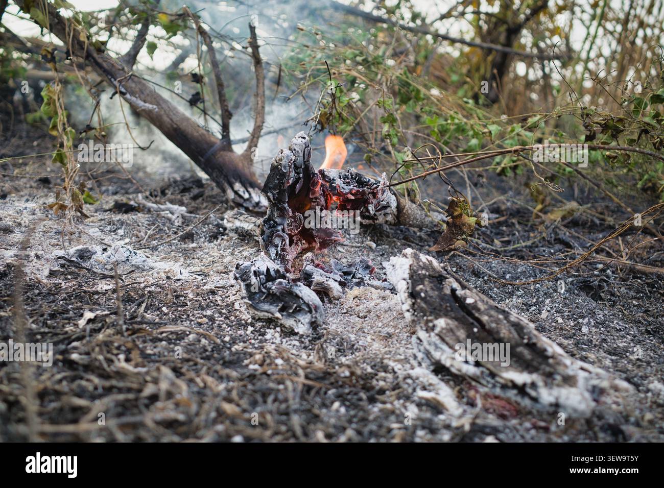Smoldering embers and ash after a forest fire Stock Photo