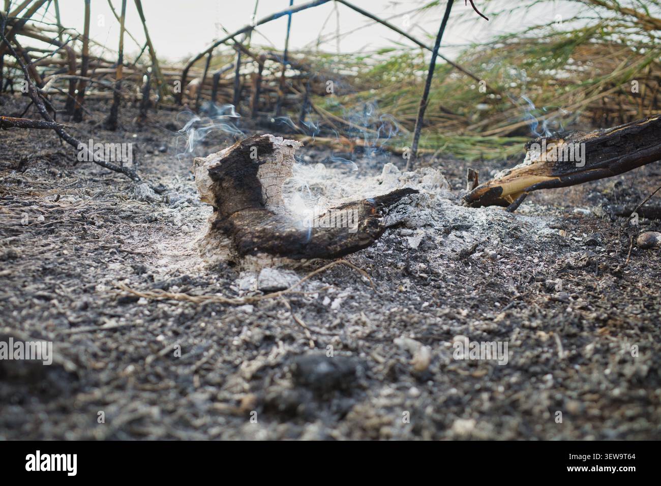 Smoldering embers and ash after a forest fire Stock Photo