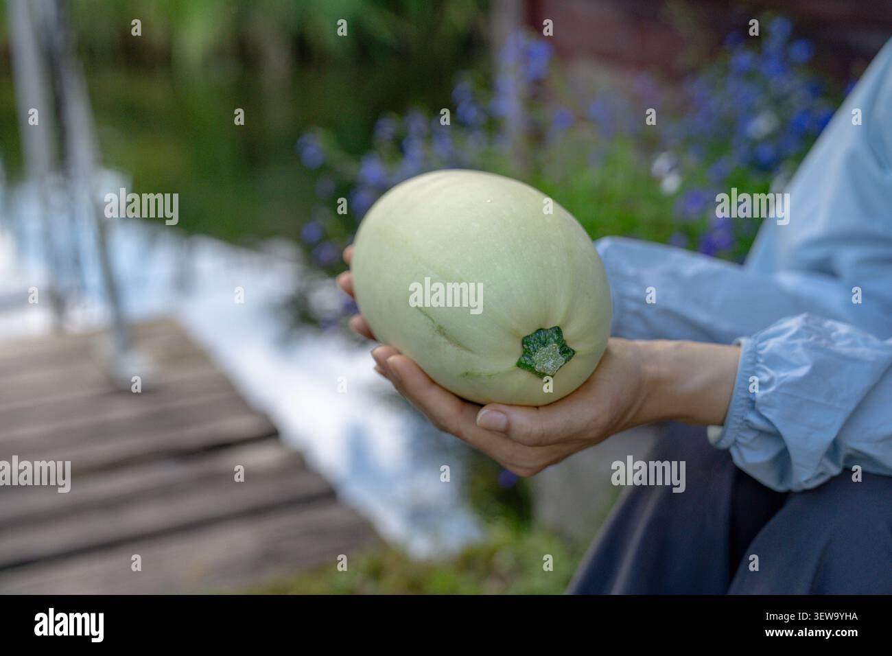 Female hands holding freshly harvested zucchini from home garden close up organic vegetable harvest Stock Photo
