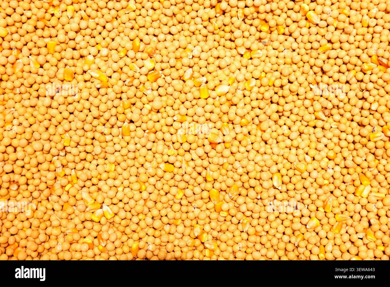 top view of soybean with corn seed Stock Photo