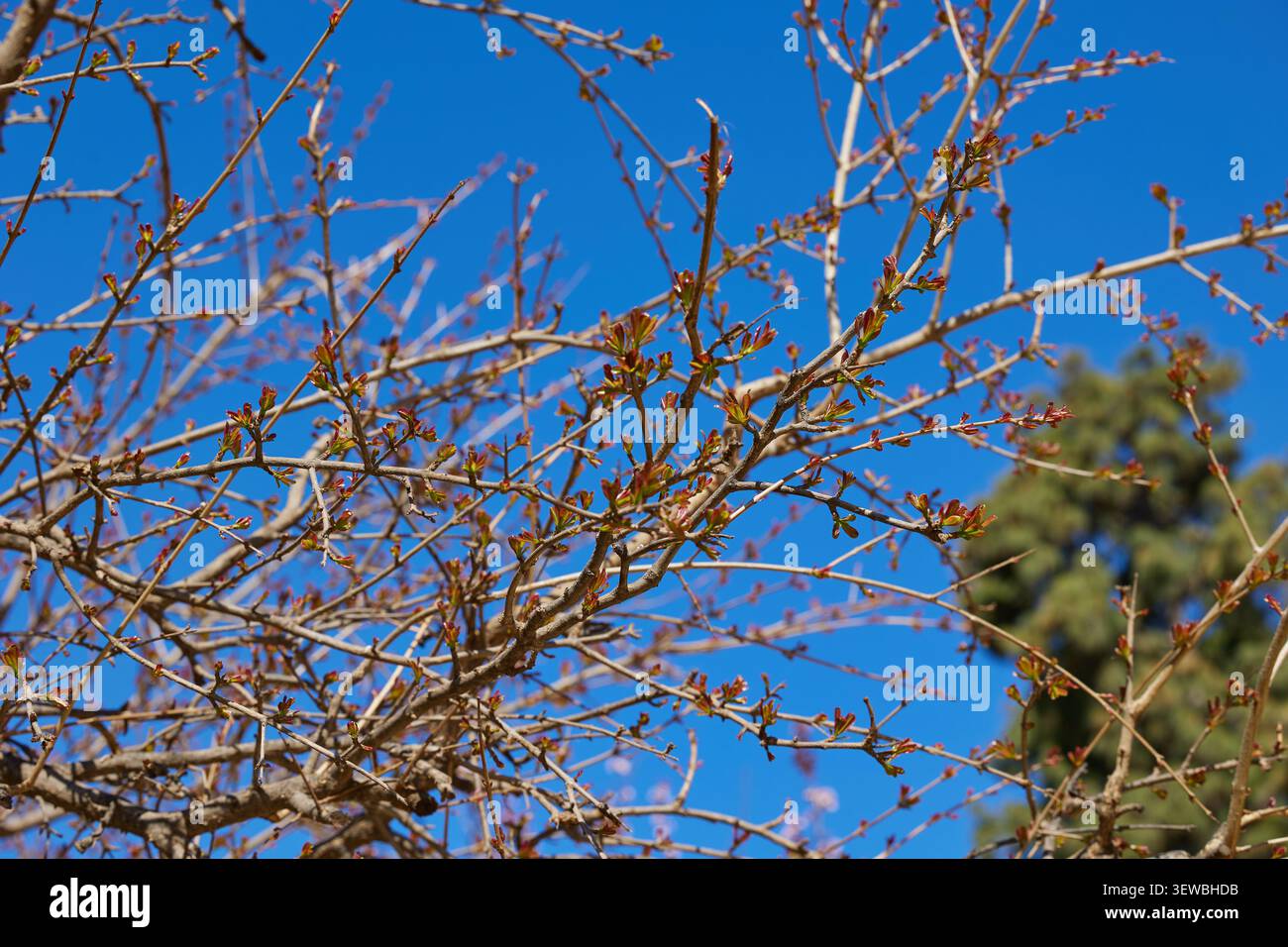 Fresh spring buds growing on tree branches against clear blue sky. Stock Photo