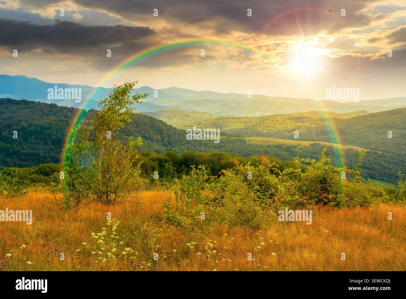 sunset over tree on a field in mountain landscape. green countryside of ukraine in summer. cloudy weather. carpathian landscape in dappled light. amaz Stock Photo