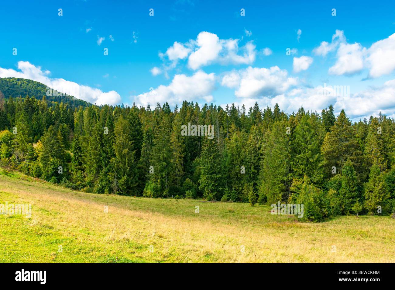 nature scenery with coniferous forest in mountain. carpathian landscape with spruce woodland on the hill. ukraine nature background in early autumn Stock Photo
