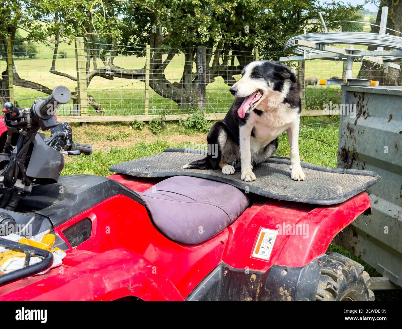 Black & white border collie dog sitting on a red quad bike on a farm Stock Photo