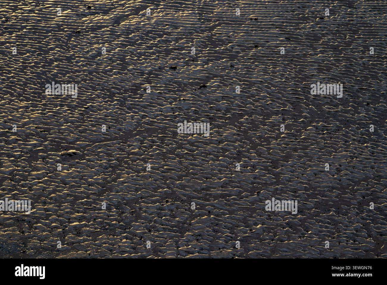 Golden light catching rippled sand patterns across estuary mudflat surface Stock Photo