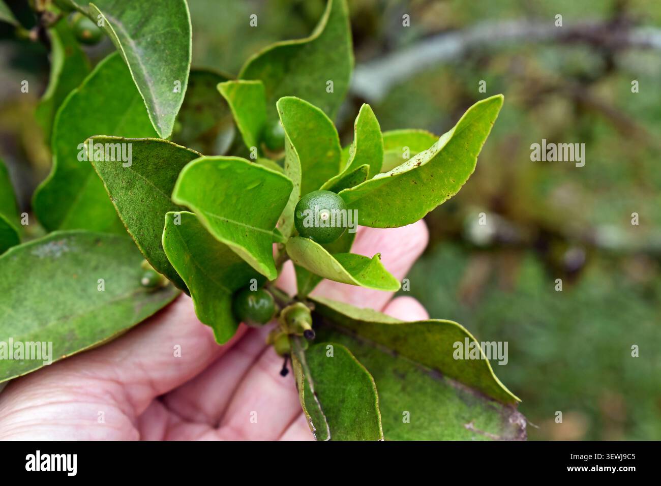 Young lime fruit on tree Stock Photo