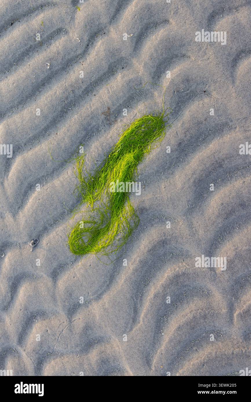 Bright green stain on soft, rippled sand. Texture contrasts with color, drawing the eye. Natural pattern suggests tide or wind. Ideal for nature, trav Stock Photo