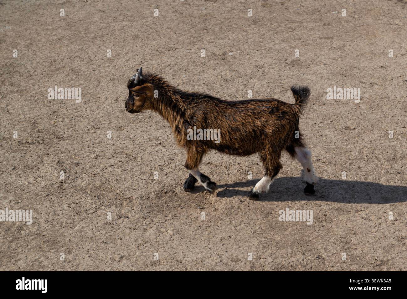 Young brown goat walking on a farmyard Stock Photo