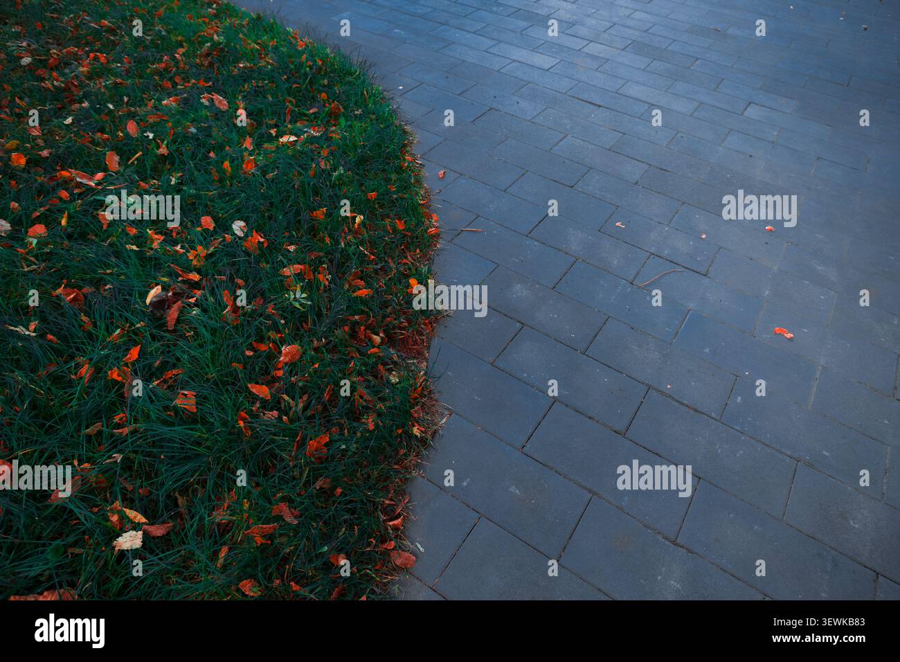 A close-up view shows fallen orange leaves resting on lush green grass next to a dark gray paved path with a rectangular brick pattern Stock Photo