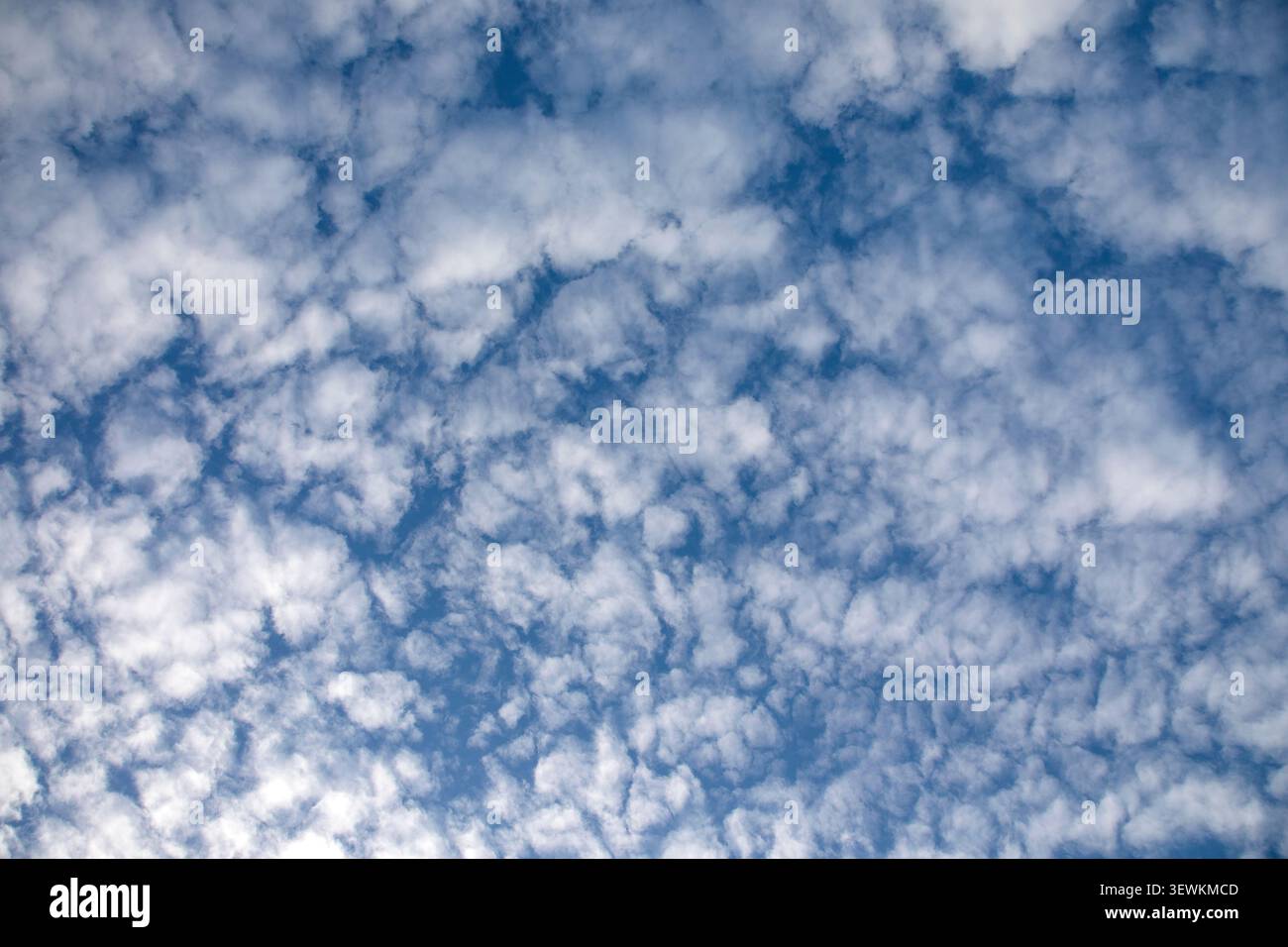Altocumulus clouds drifting across a bright blue sky creating a peaceful textured pattern above the landscape Stock Photo