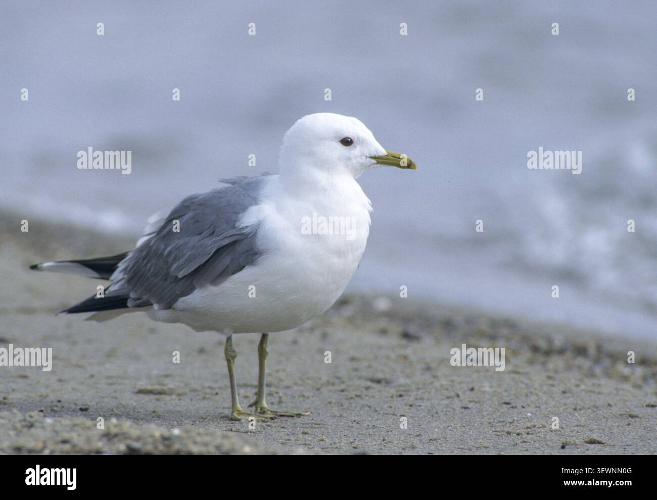 Common gull, larus canus, storm gull, birds, breeding plumage, charadriiformes, gulls, limikolen, seagulls, magnificent dress, birds Stock Photo