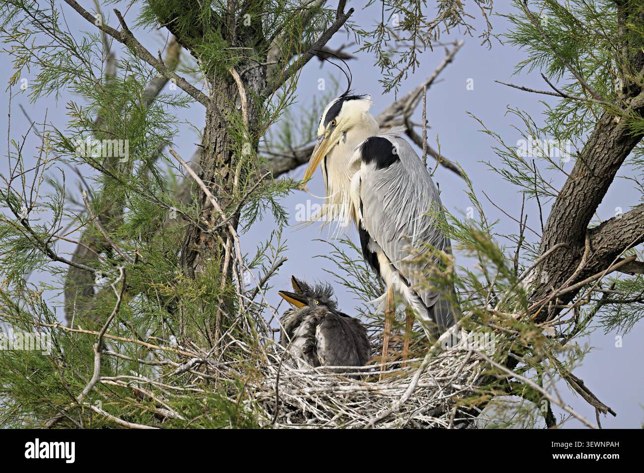 Grey heron (Ardea cinerea), standing on its nest with two chicks, Camargue, southern France Stock Photo