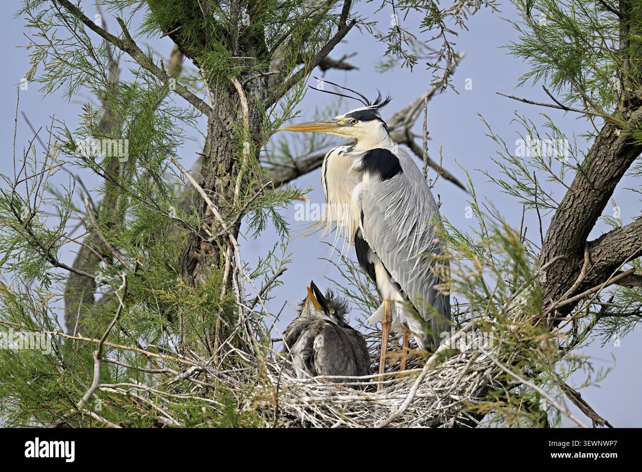 Grey heron (Ardea cinerea), standing on its nest with two chicks, Camargue, southern France Stock Photo