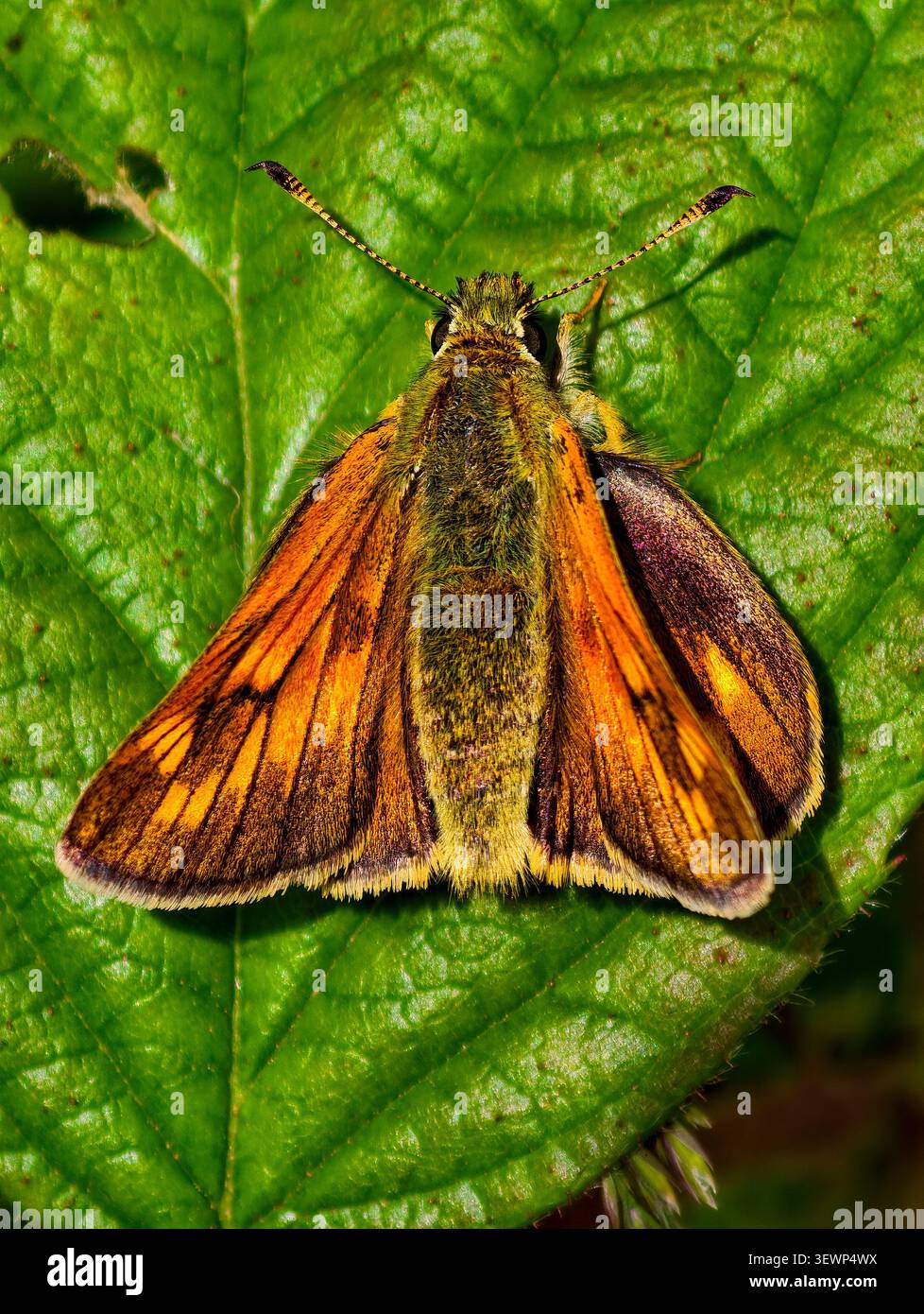 Large Skipper Ochlodes sylvanus Stock Photo