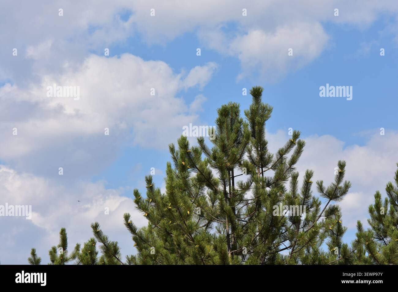 Pine tree against the blue sky with white clouds Stock Photo