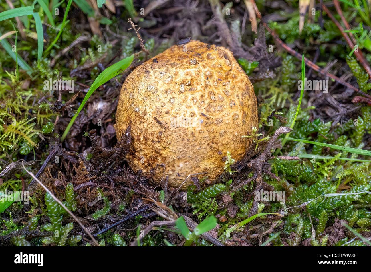 Scleroderma citrinum, Common Earthball, Bunjil Reserve, Panton Hill, Victoria, Australia Stock Photo