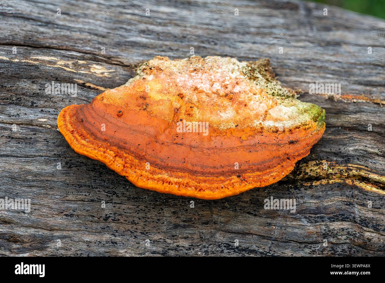 Trametes coccinea, Southern Cinnabar Polypore, Bunjil Reserve, Panton Hill, Victoria, Australia Stock Photo