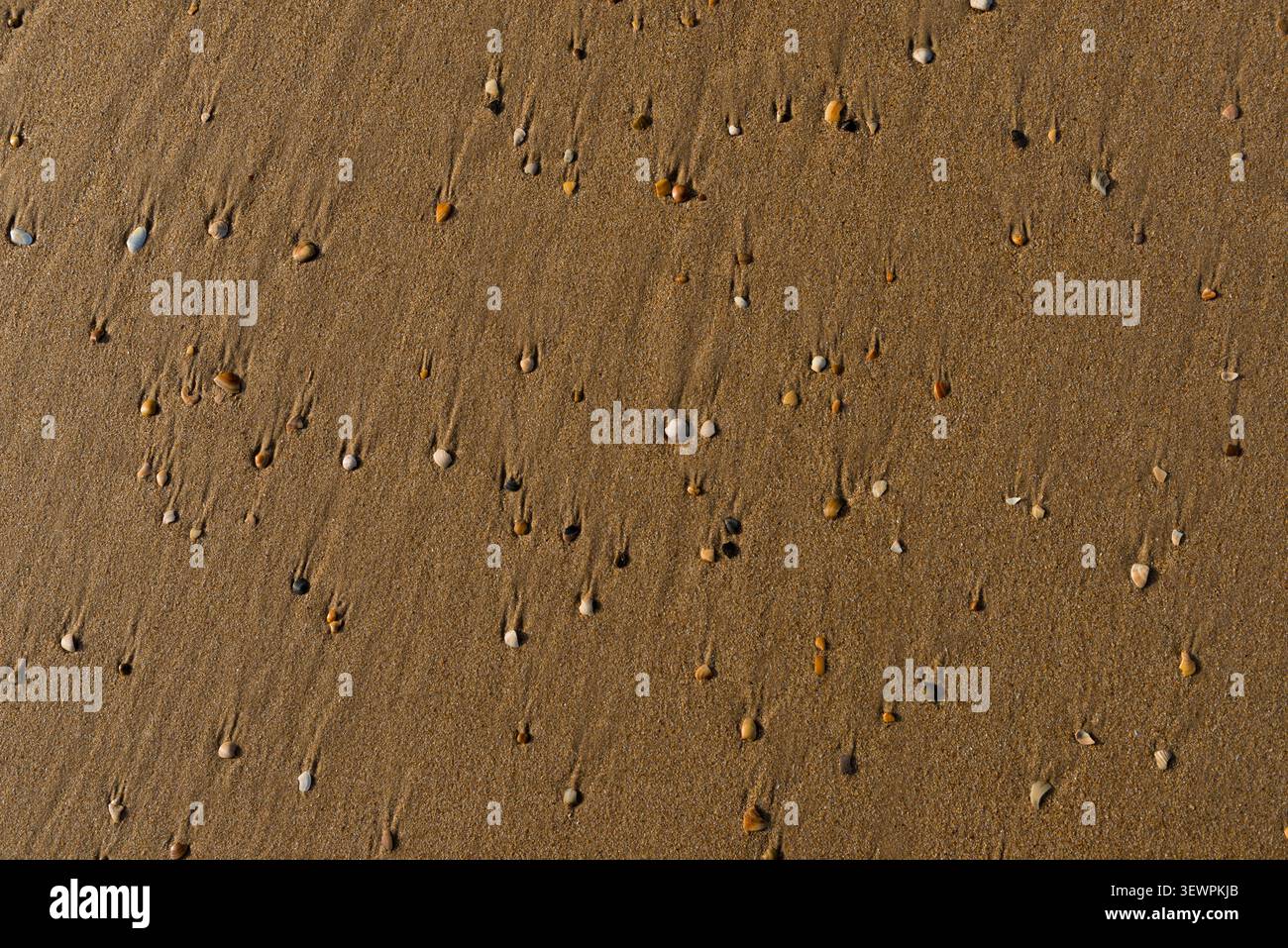 Seashells on Golden Sand Stock Photo