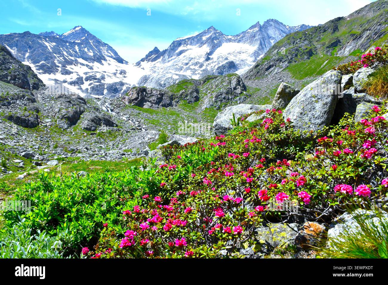 Rhododendron flowers covered mountains hi-res stock photography and ...