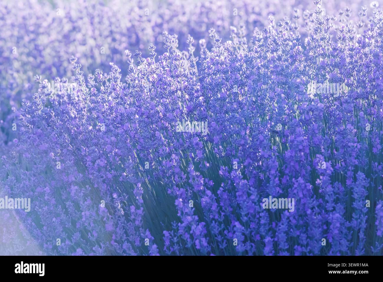 Lavender flowers soft focus hi-res stock photography and images - Alamy