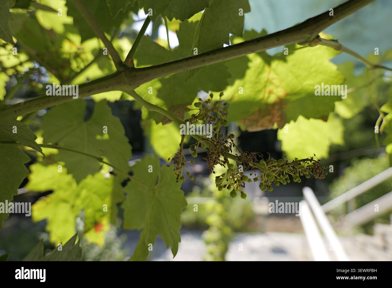 Grapevine developing small grapes and green leaves in sunlight, showing the early stages of fruit growth and the agricultural process for future wine Stock Photo