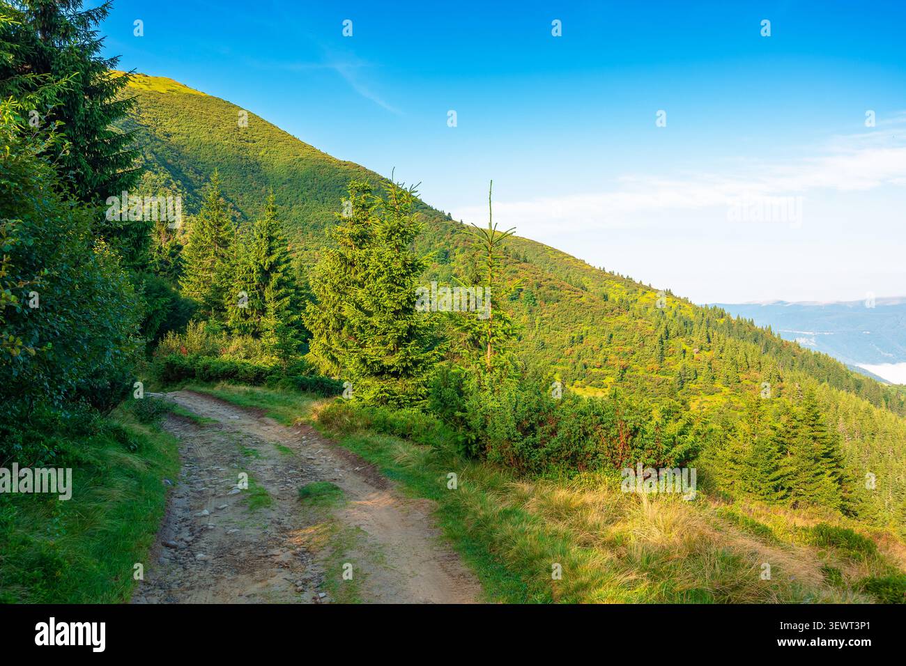 landscape with coniferous forest behind the meadow. sunny morning. nature background with carpathian mountains of ukraine. view of transcarpathia alpi Stock Photo