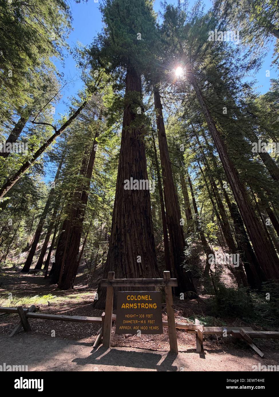 1,400 year old Colonel Armstrong redwood tree in California. Stock Photo