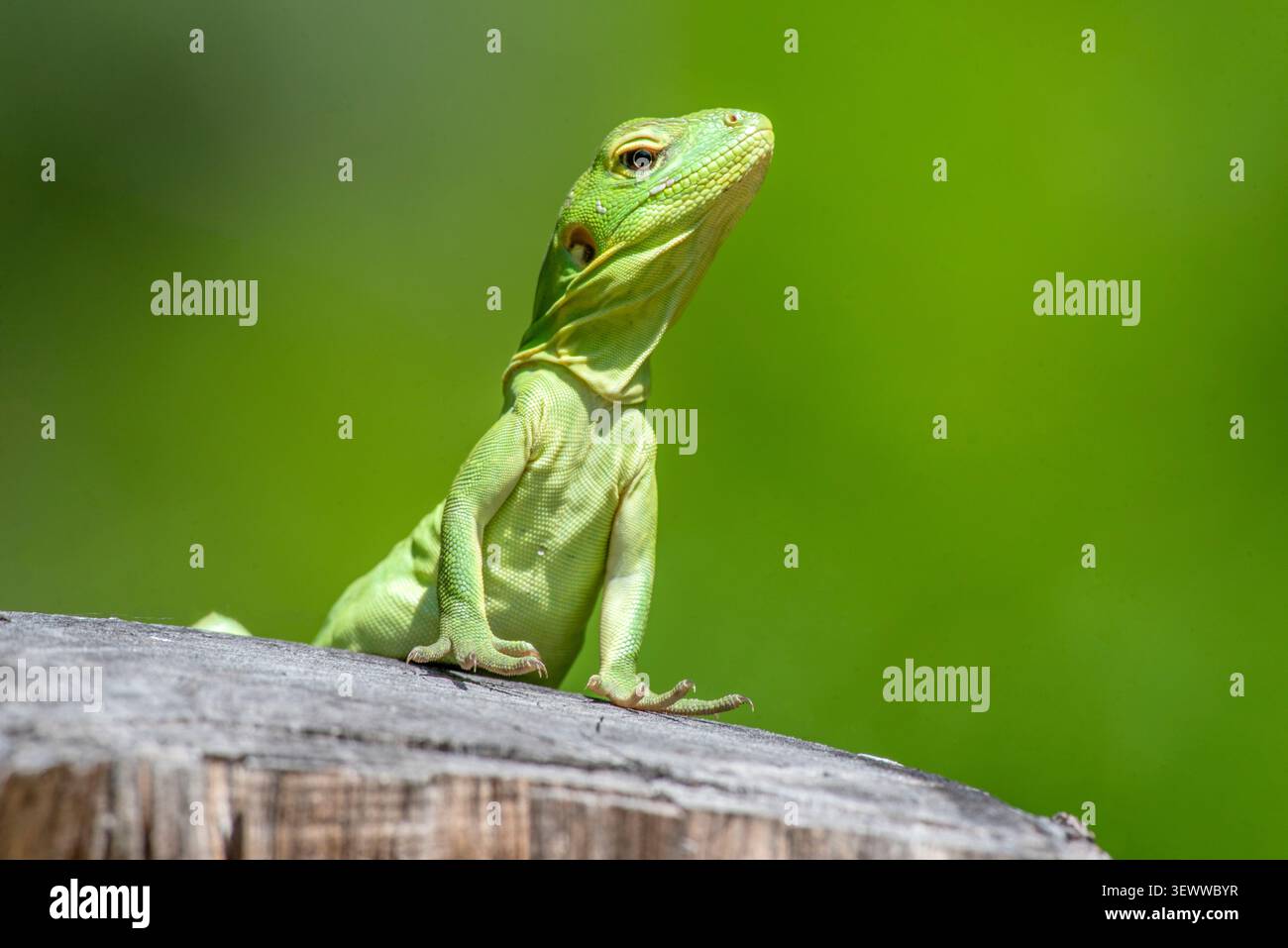 Cape Spiny-tailed Iguana (Ctenosaura hemilopha) Stock Photo