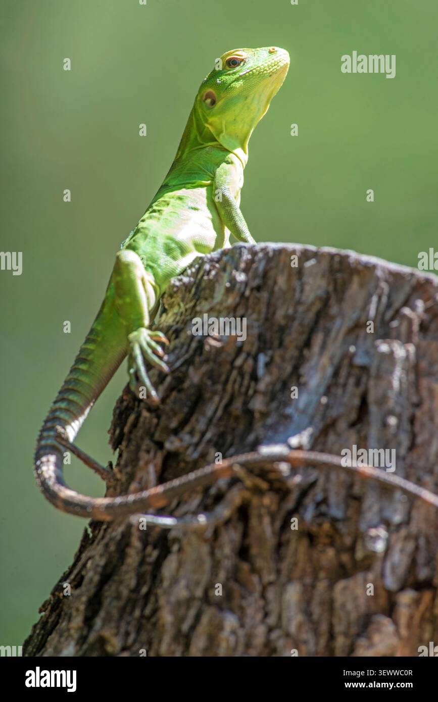 Cape Spiny-tailed Iguana (Ctenosaura hemilopha) Stock Photo
