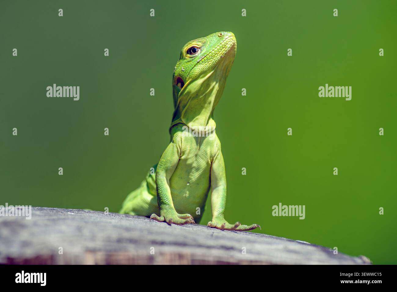 Cape Spiny-tailed Iguana (Ctenosaura hemilopha) Stock Photo