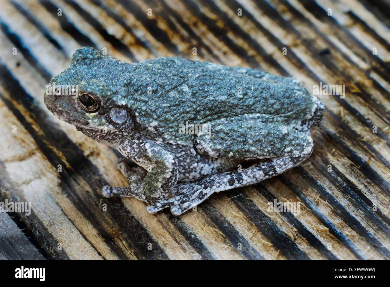 Macro image of a Coap's Gray Treefrog. Stock Photo