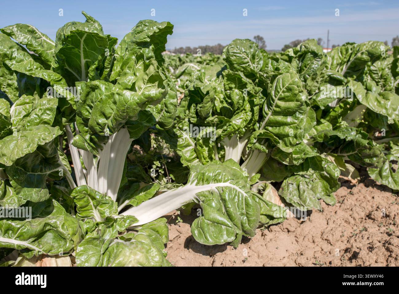 Magnificent chard plants at organic farm Stock Photo