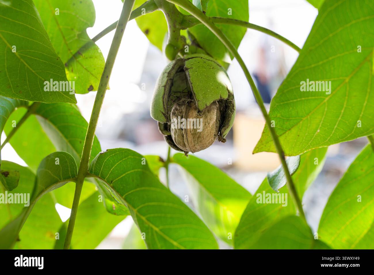 Ripe fruits arise from nutshell on tree Stock Photo