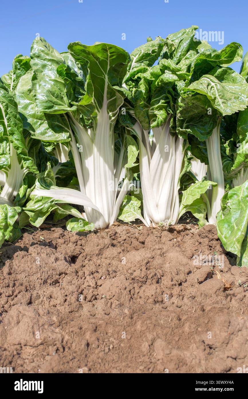 Magnificent chard plants at organic farm Stock Photo