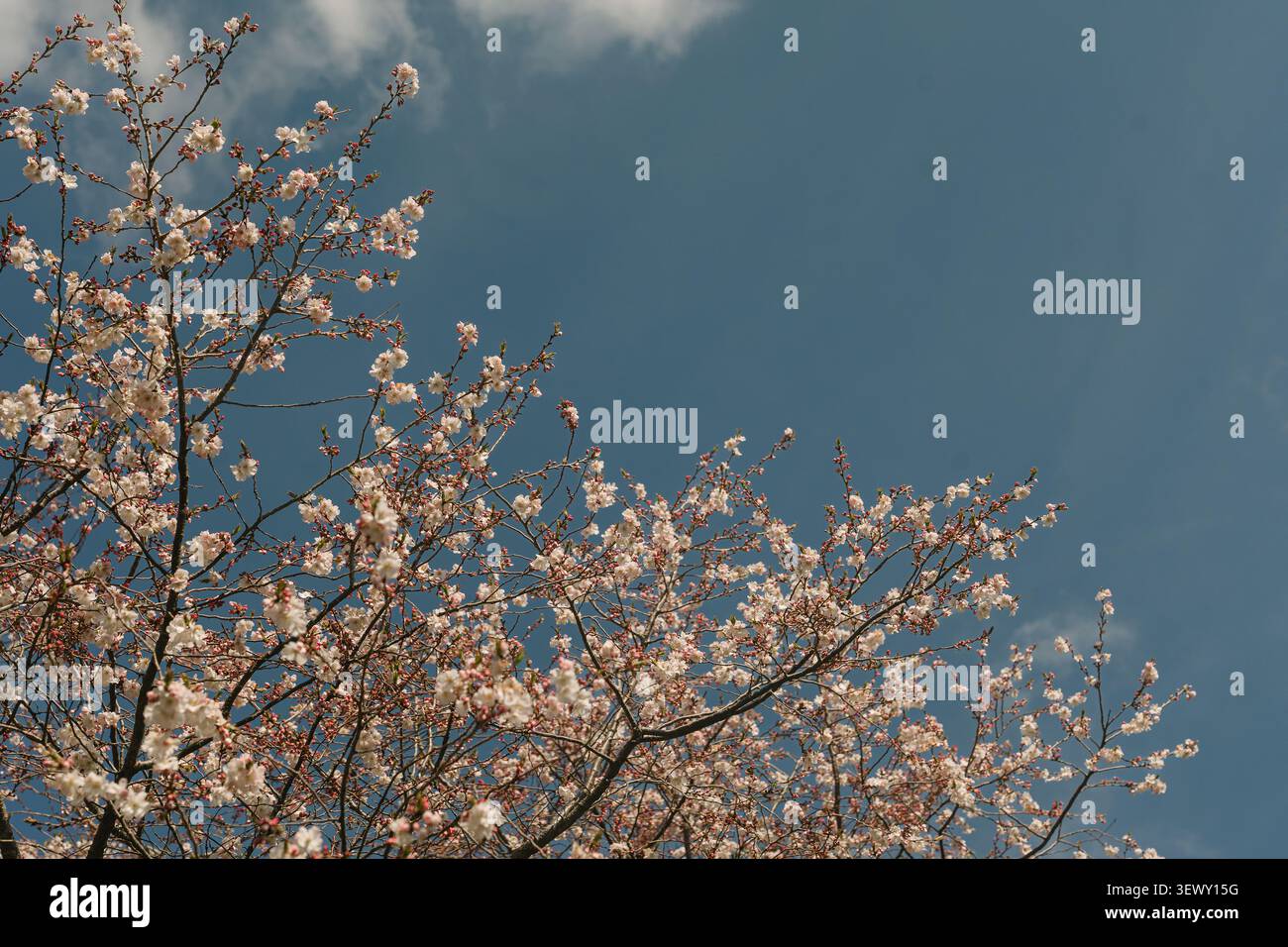 Cherry blossom tree branches against a blue sky Stock Photo